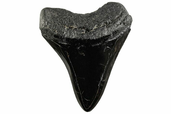 Fossil Megalodon Tooth - Polished Blade #200822